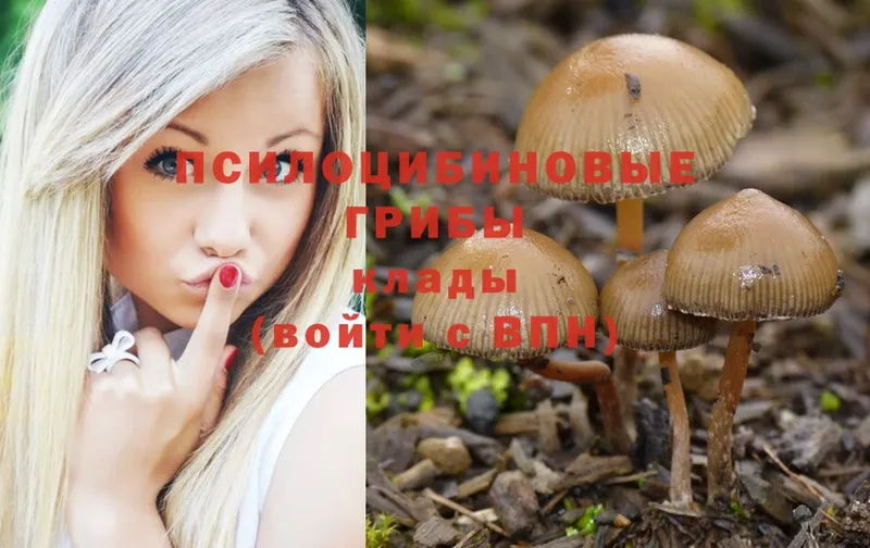 Псилоцибиновые грибы Psilocybine cubensis  Новомичуринск 